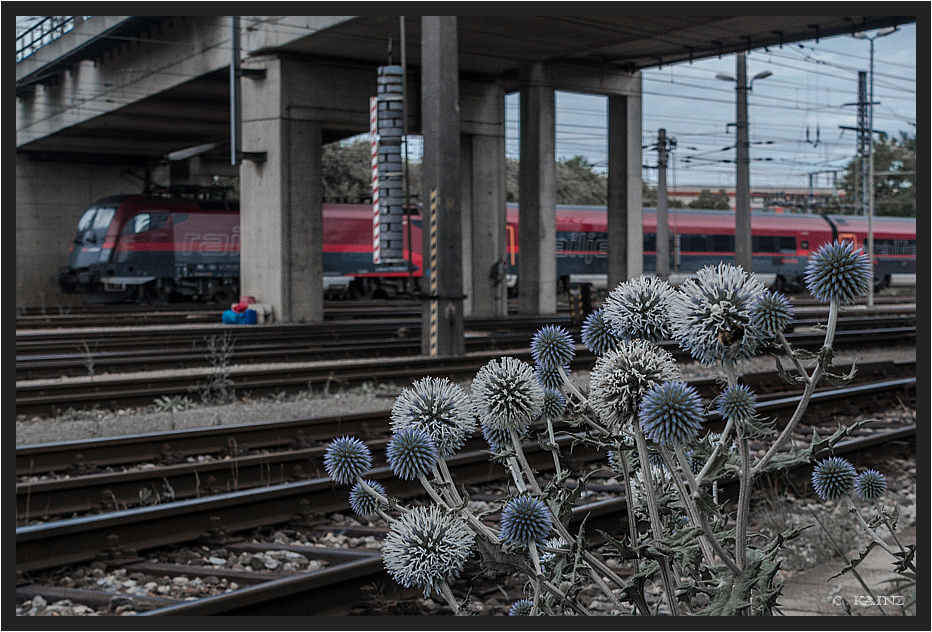 Kugeldisteln in Kledering