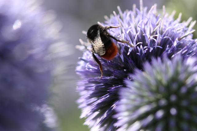 Kugeldisteln mit Besuch