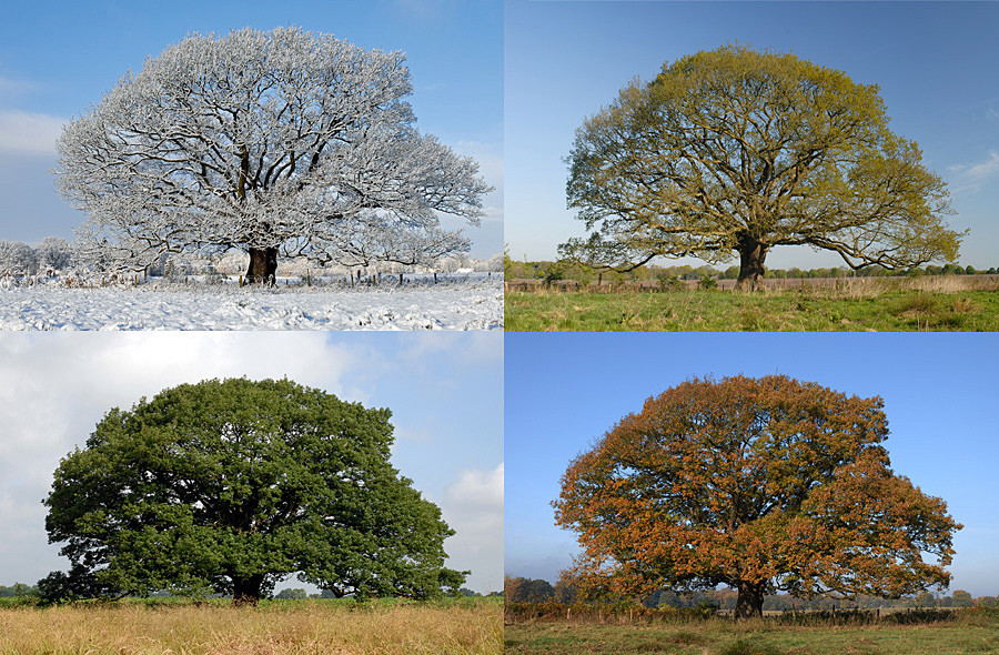 Baum App Lernen