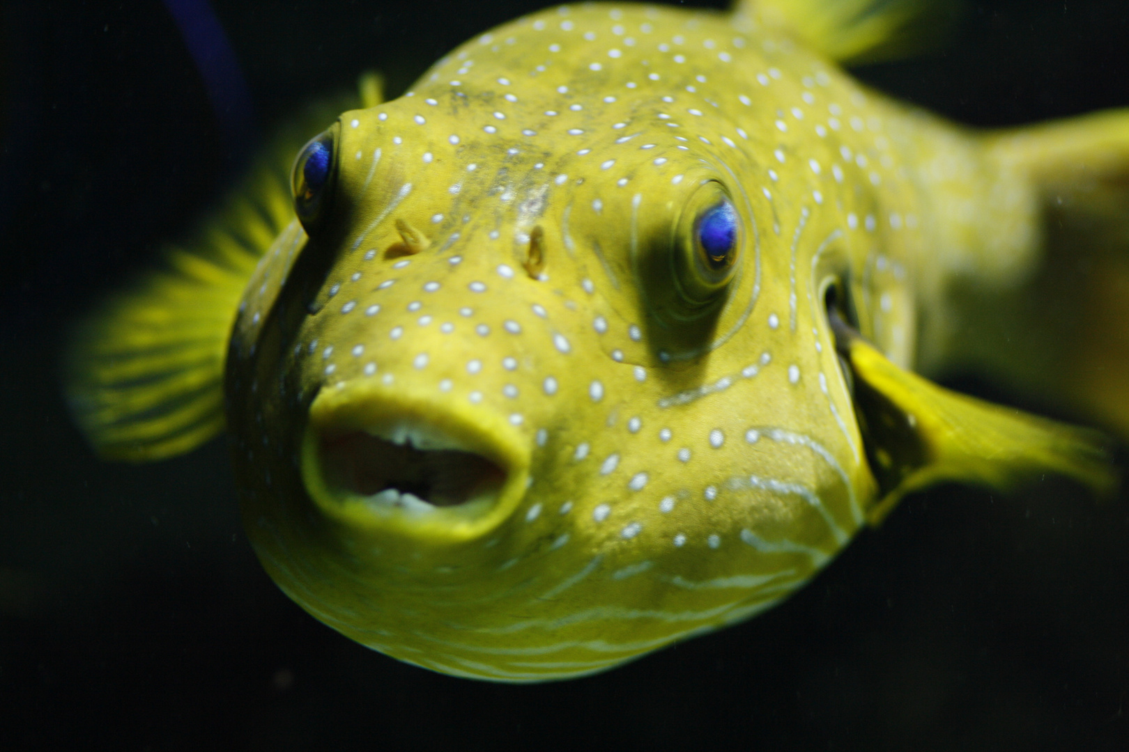 Kugelfisch Foto & Bild tiere, zoo, wildpark & falknerei, zoo fische Bilder auf