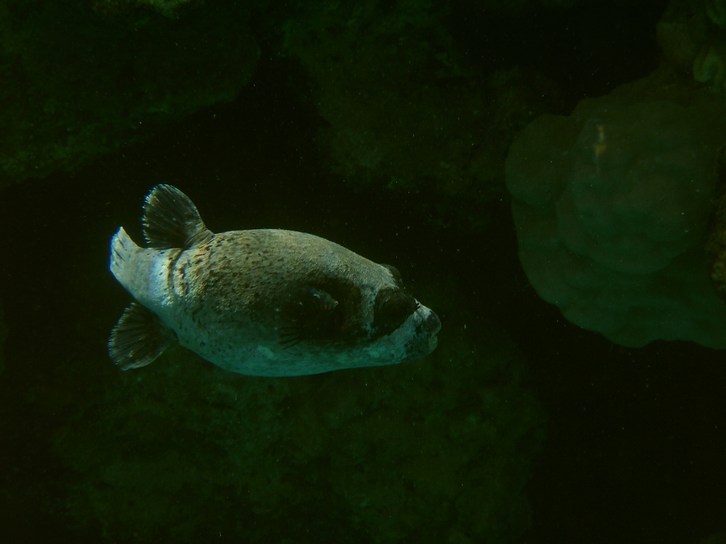 Kugelfisch im Dunkeln