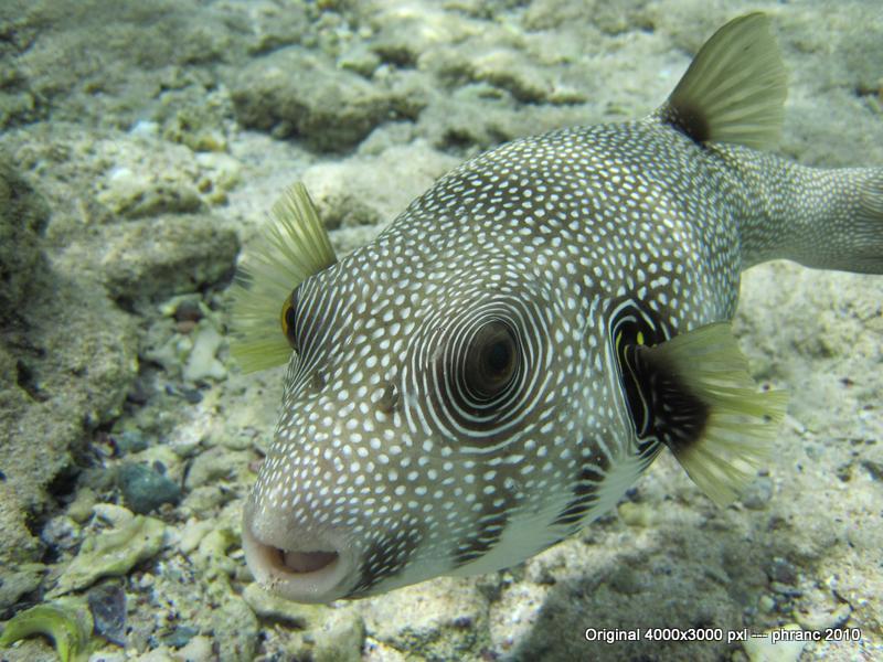 Kugelfisch im Roten Meer