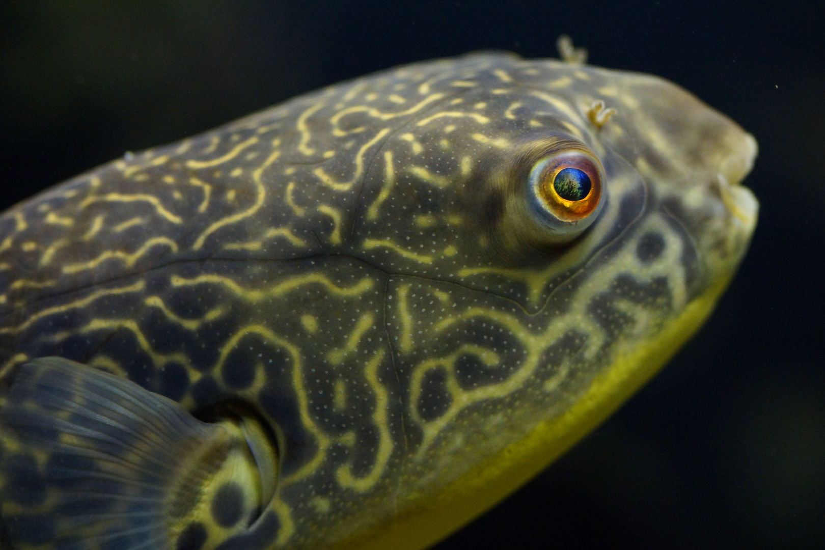 Kugelfisch im Zoo Basel