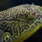 Kugelfisch im Zoo Basel