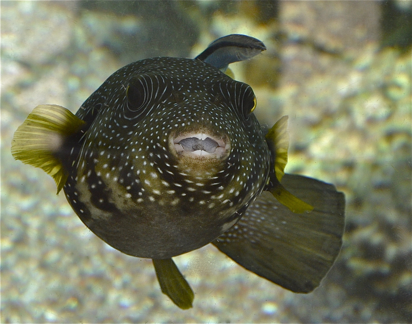 Kugelfisch in der Seaworld Eilat / Rotes Meer