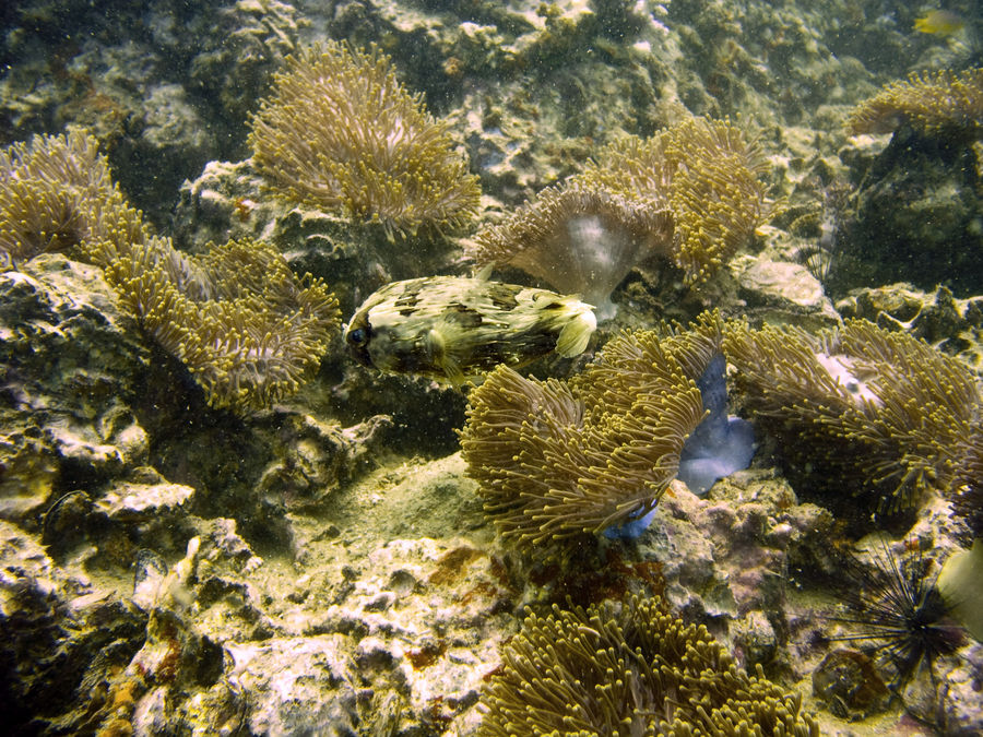 Kugelfisch und Anemonen