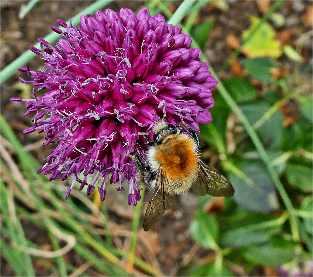 Kugelförmiger Lauch mit Ackerhummel