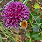 Kugelförmiger Lauch mit Ackerhummel