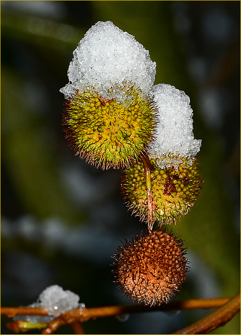 Kugelfrüchte der Platane mit schneebedeckten Häubchen
