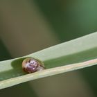 Kugelige Glasschnecke