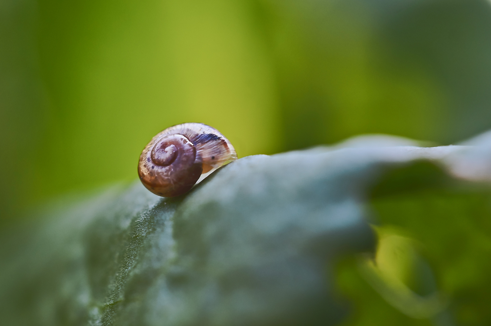 Kugelige Glasschnecke