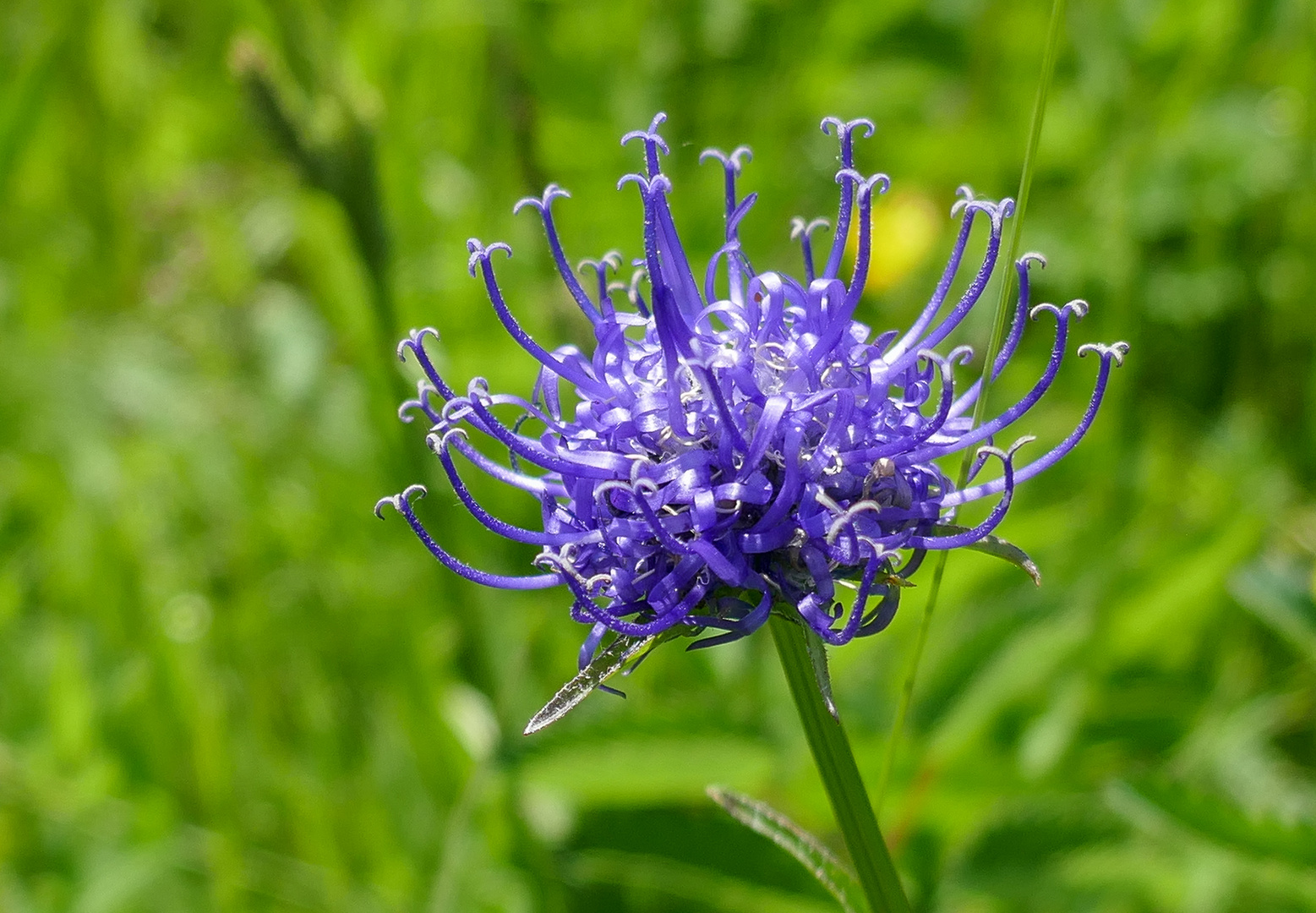 Kugelige Teufelskralle Foto & Bild pflanzen, pilze & flechten, blüten