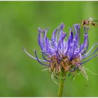 Kugelige Teufelskralle mit Schwebfliege