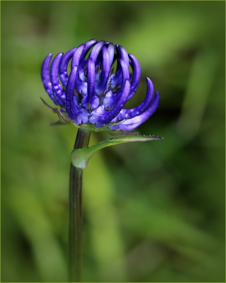 Kugelige Teufelskralle (Phyteuma orbiculare).