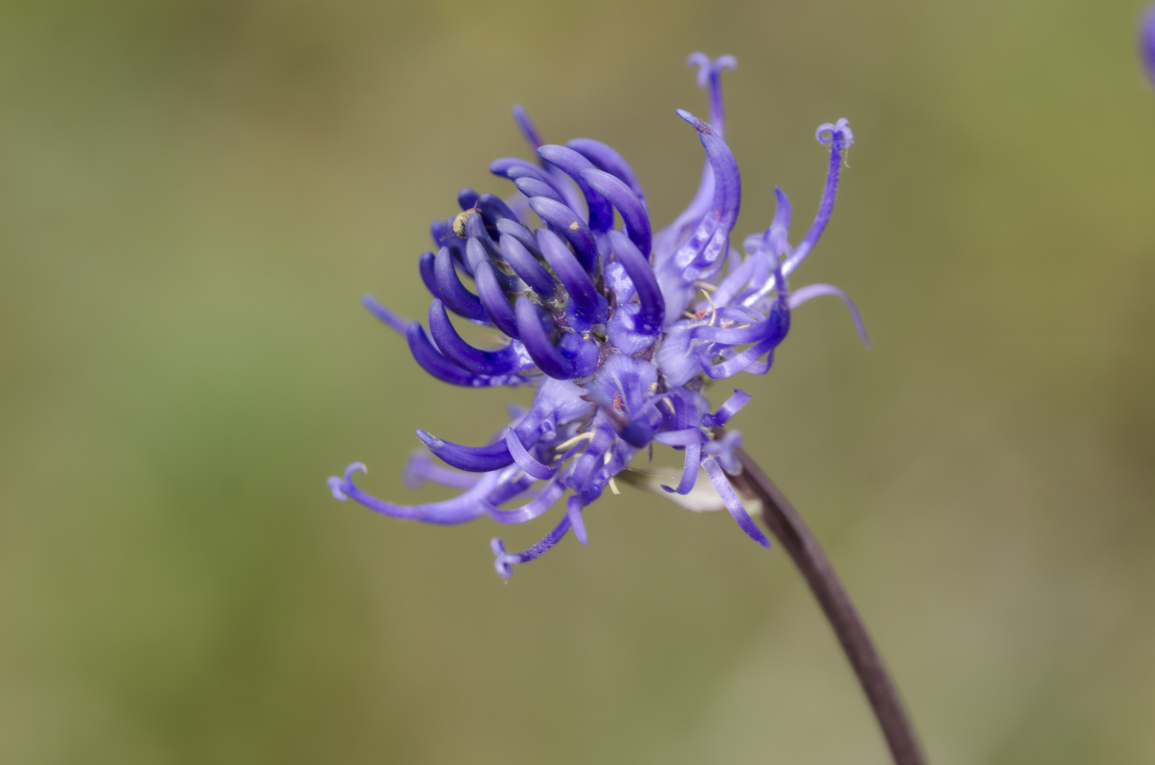 Kugelige Teufelskralle (Phyteuma orbiculare)