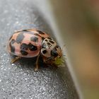 Kugeliger Marienkäfer mit Blattlaus als Beute