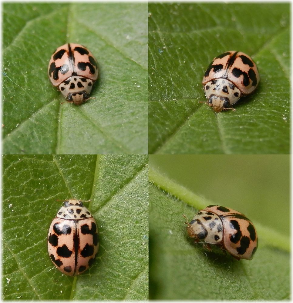 Kugeliger Marienkäfer oder Pappelmarienkäfer (Oenopia conglobata)