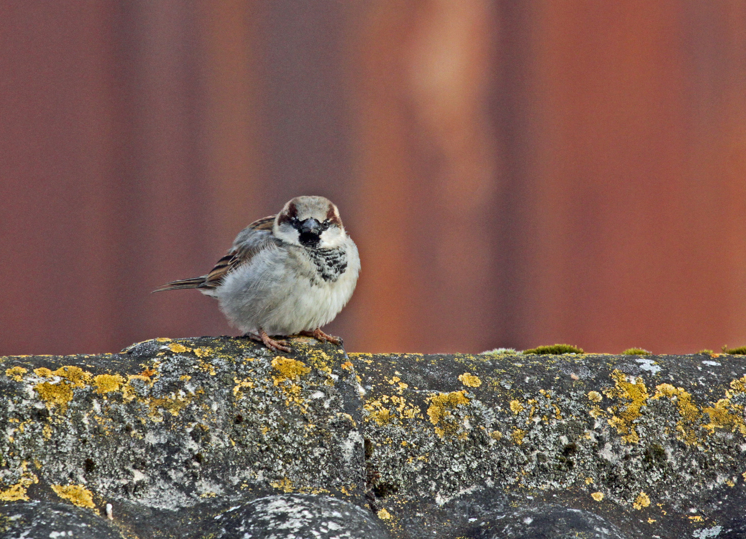 kugeliger Spatz