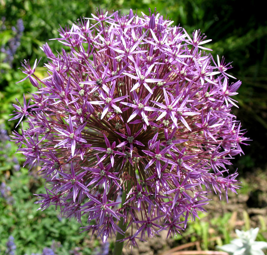 Kugeliges aus der Natur