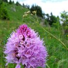 Kugelknabenkraut (heimische Orchidee)