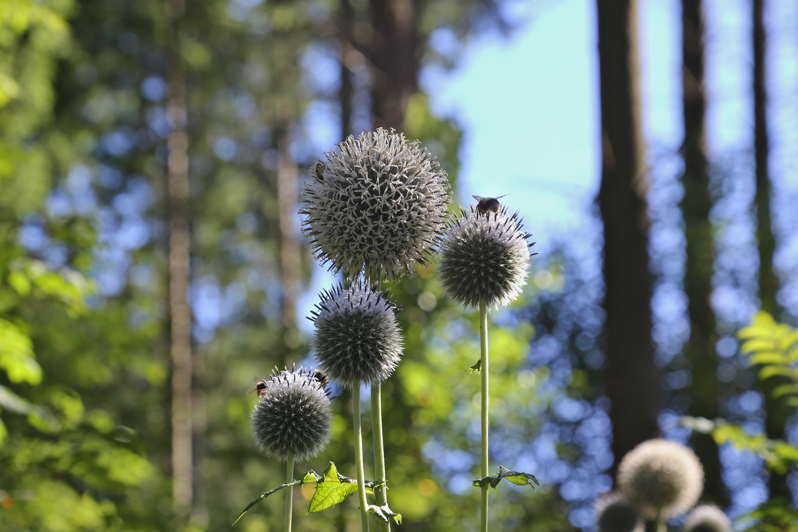 Kugellauch (2016_08_23_EOS 6D_7876_ji)