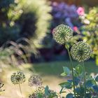 Kugellauch (Allium Giganteum)