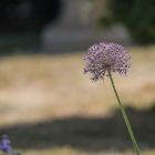 Kugellauch in Rosa (Allium Giganteum)