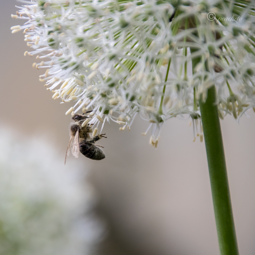 Kugellauch mit Wildbiene