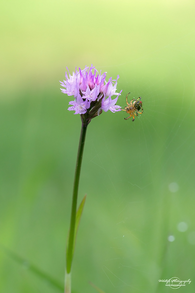 Kugelorchis