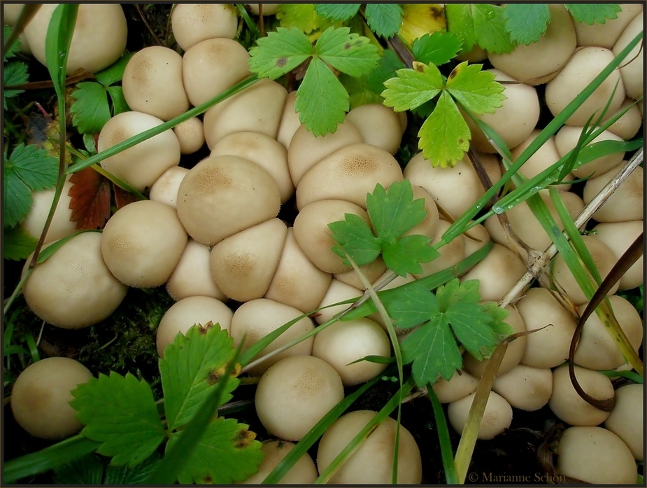 Kugelpilze mit Grünzeug