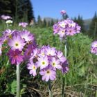 Kugelprimel (Primula denticulata)