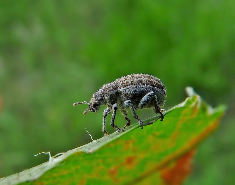 Kugelrüssler auf Ampferblatt