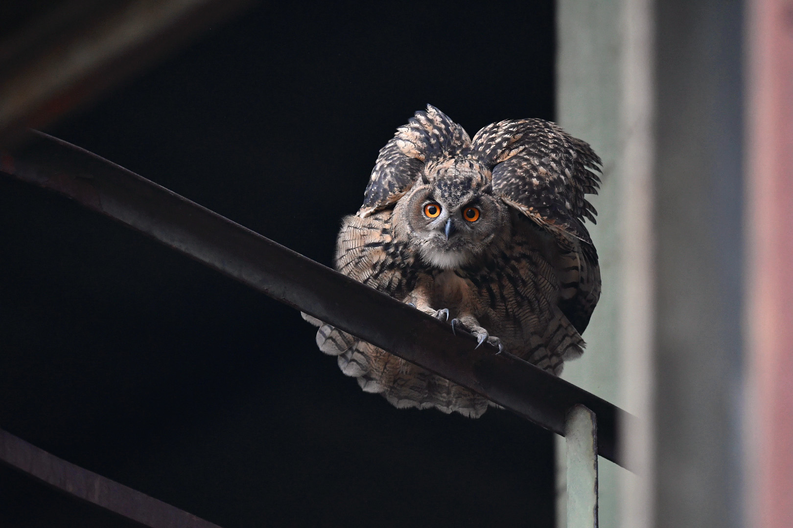 Kugelrund Uhu Jungvogel