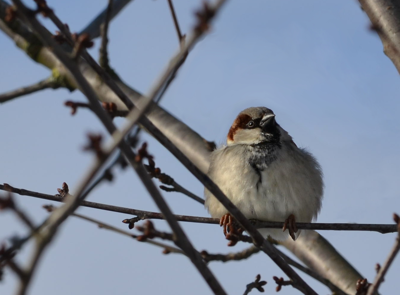 Kugelrunder Spatz