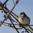 Kugelrunder Spatz