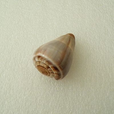 Kugelschnecke