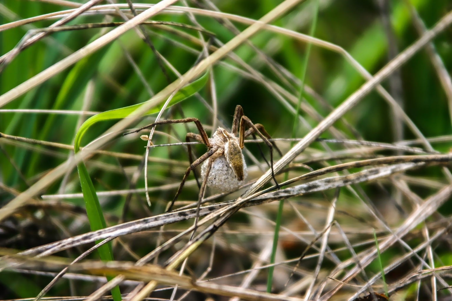 Kugelspinne