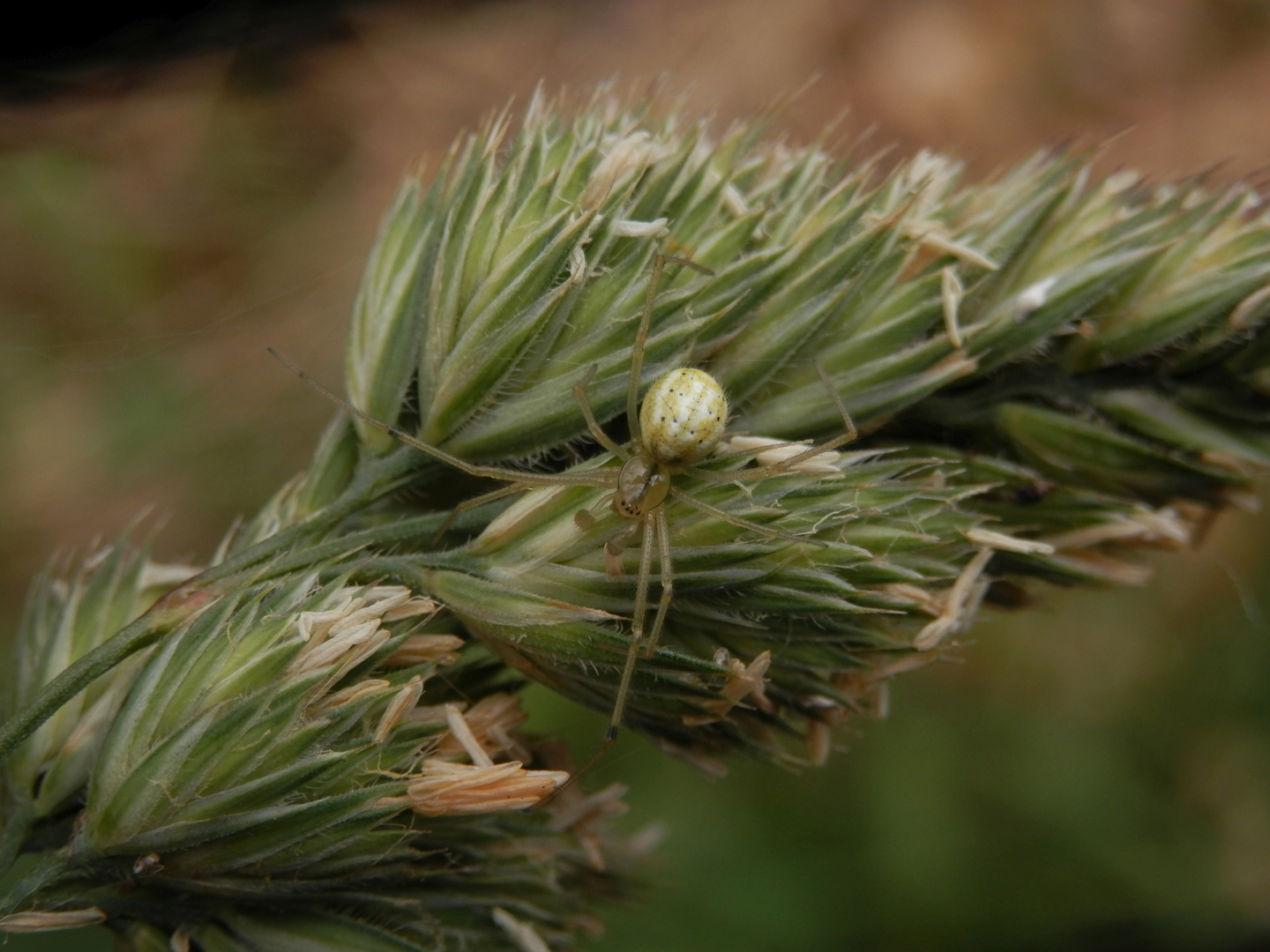 Kugelspinne (Enoplognatha cf. ovata) auf Knäuelgras (1)