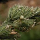 Kugelspinne (Enoplognatha cf. ovata) auf Knäuelgras (1)