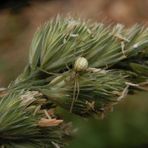 Kugelspinne (Enoplognatha cf. ovata) auf Knäuelgras (1)