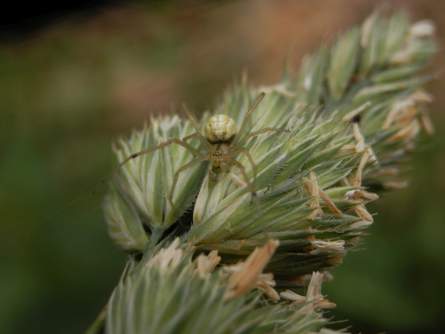 Kugelspinne (Enoplognatha cf. ovata) auf Knäuelgras (2)