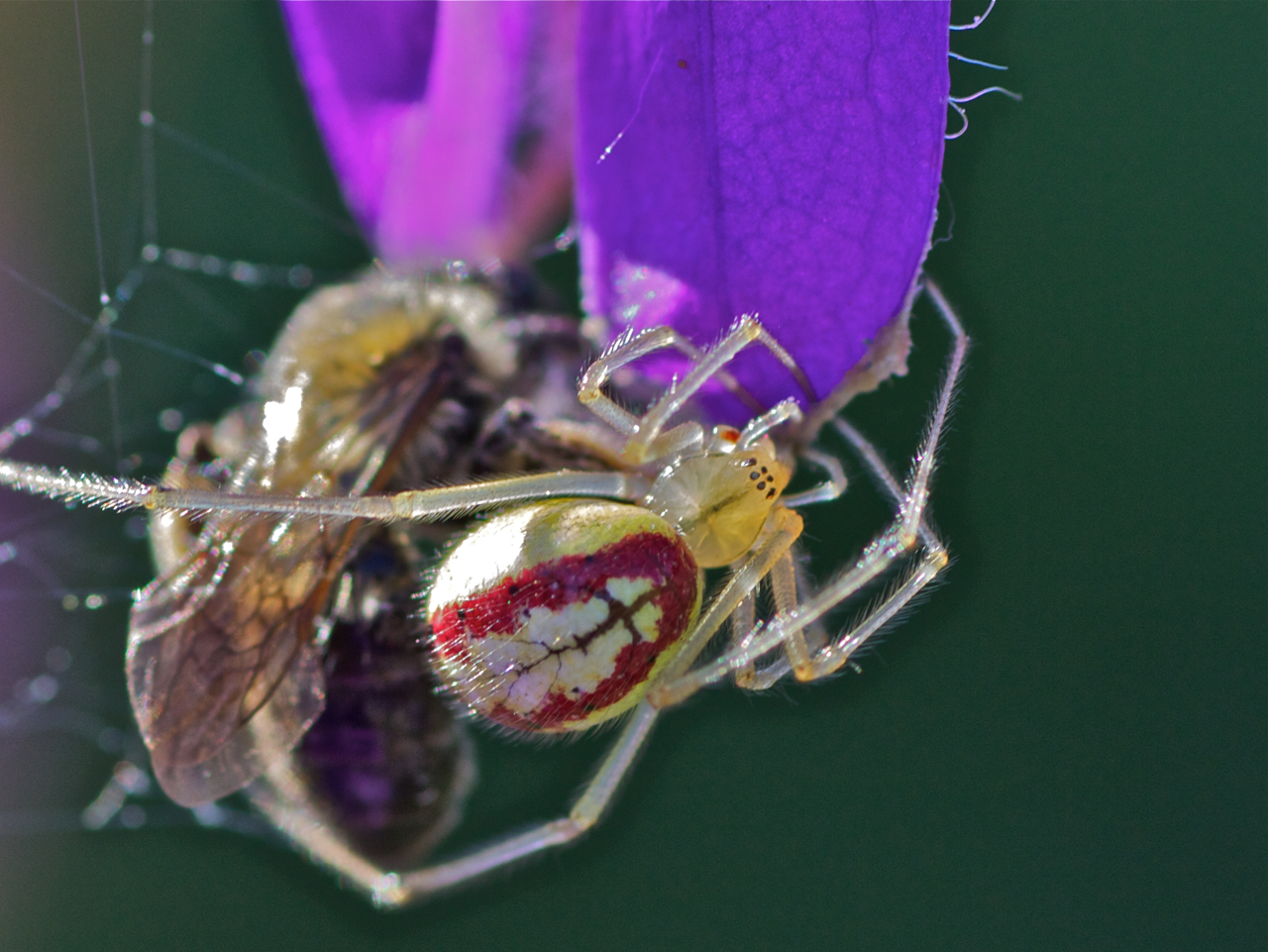 Kugelspinne Enoplognatha lineata