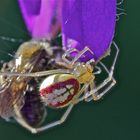 Kugelspinne Enoplognatha lineata