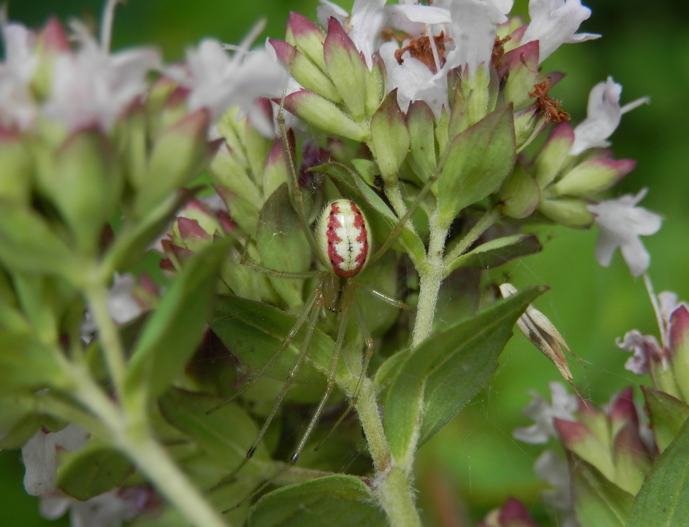 Kugelspinne (Enoplognatha ovata) auf Oregano