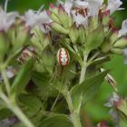 Kugelspinne (Enoplognatha ovata) auf Oregano