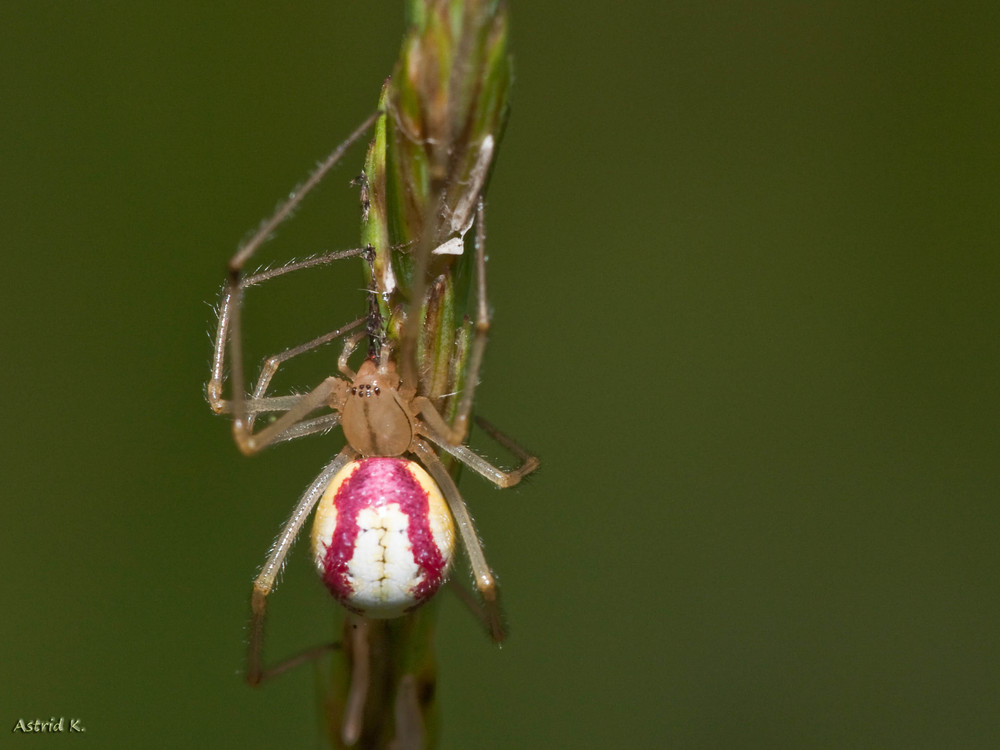 Kugelspinne