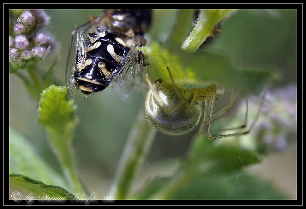 Kugelspinne mit abgehengtem Opfer (Fliege)