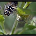 Kugelspinne mit abgehengtem Opfer (Fliege)