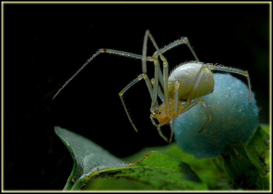 Kugelspinne mit Kokon