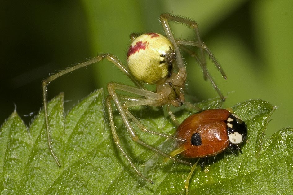 Kugelspinne vs. Marienkäfer